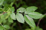 Common pricklyash